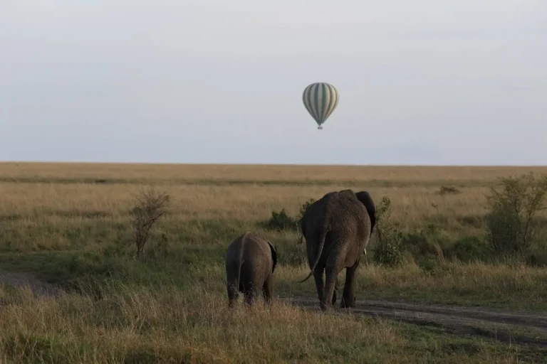 free photo of female elephant and her calf looking at hot air balloon flying over savanna Gift Store Kenya