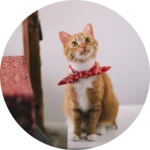 Cat Lovers Gifts